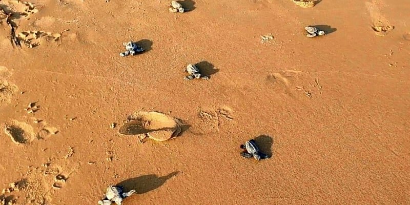 Lampedusa, nate 583 Caretta caretta