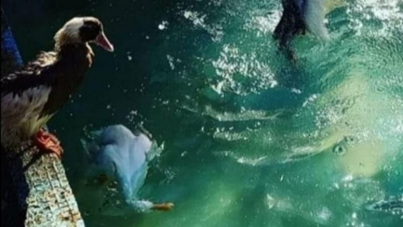 Adrano, papera uccisa con un petardo