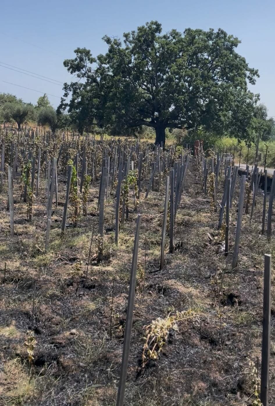 vigna-distrutta-a-zafferana-etnea-(1).jpeg