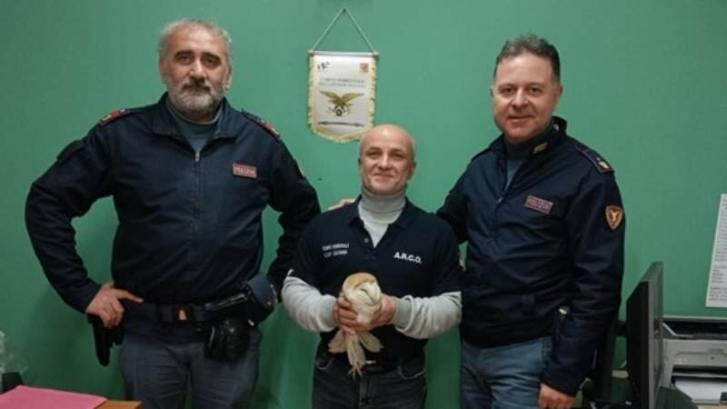 Catania, salvato barbagianni ferito