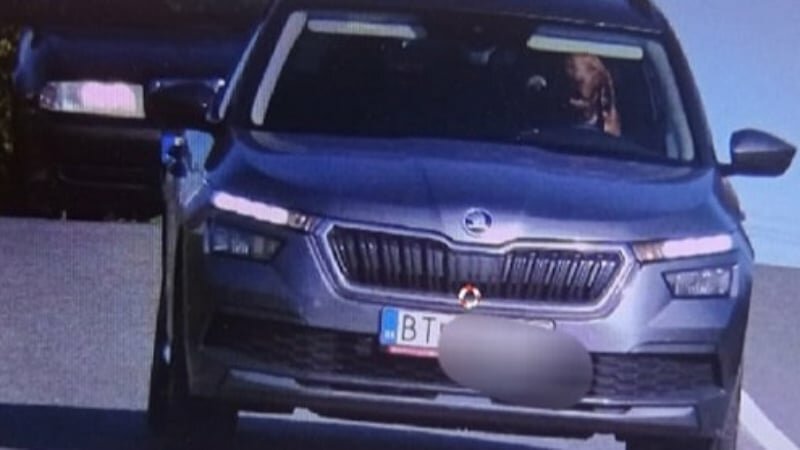 Cane al volante, polizia multa proprietario Cane al volante, polizia multa proprietario