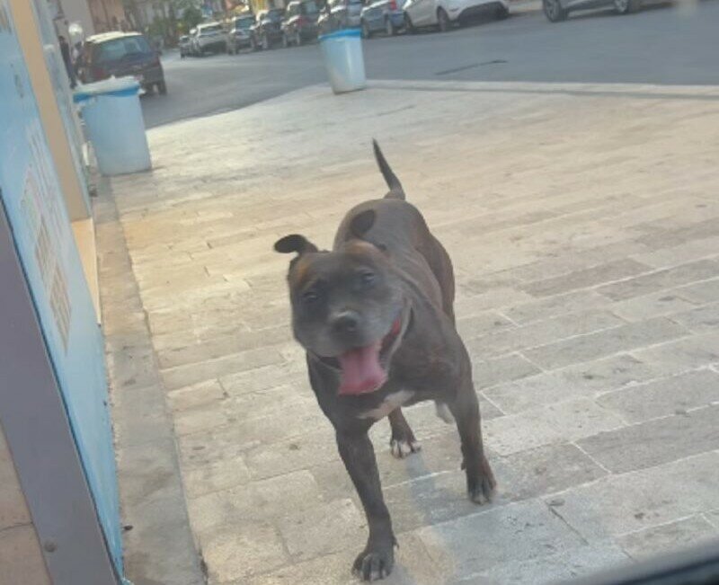 Panico a Gela: pitbull sbrana un cucciolo