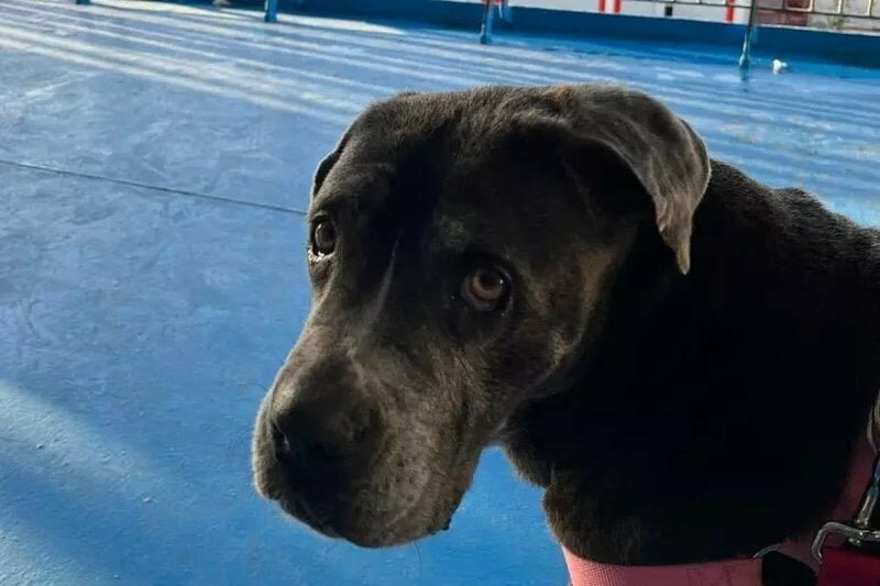 Cagnolina salvata in Sicilia e adottata in Toscana