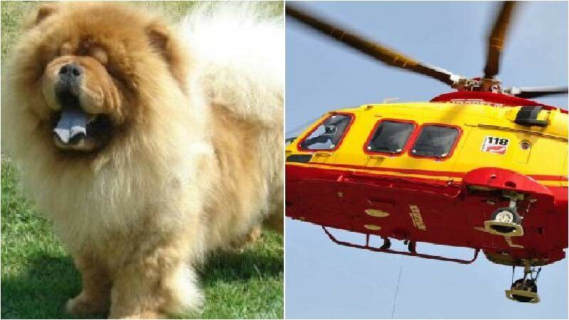 Azzannato dal cane che stava picchiando
