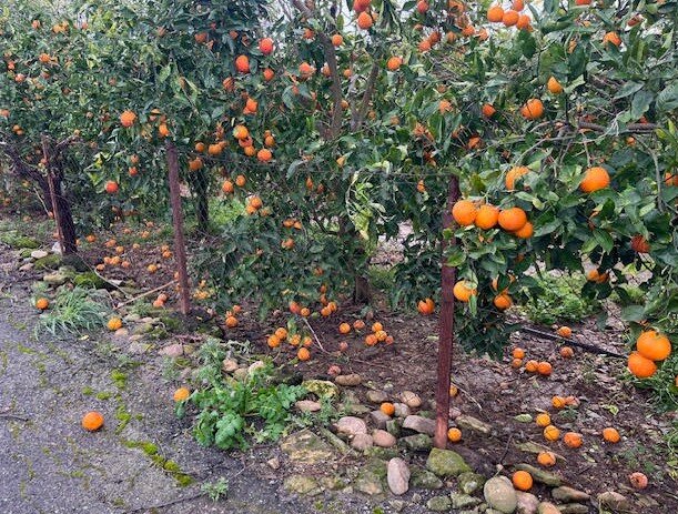 screenshot-2026-01-22-091257.jpeg screenshot-2026-01-22-091257.jpeg