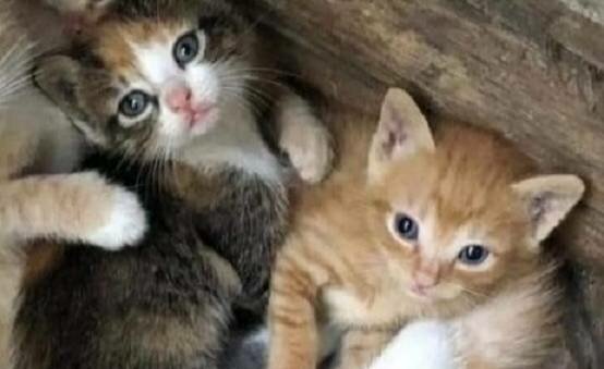 Avvelenati i gattini a San Giovanni La Punta