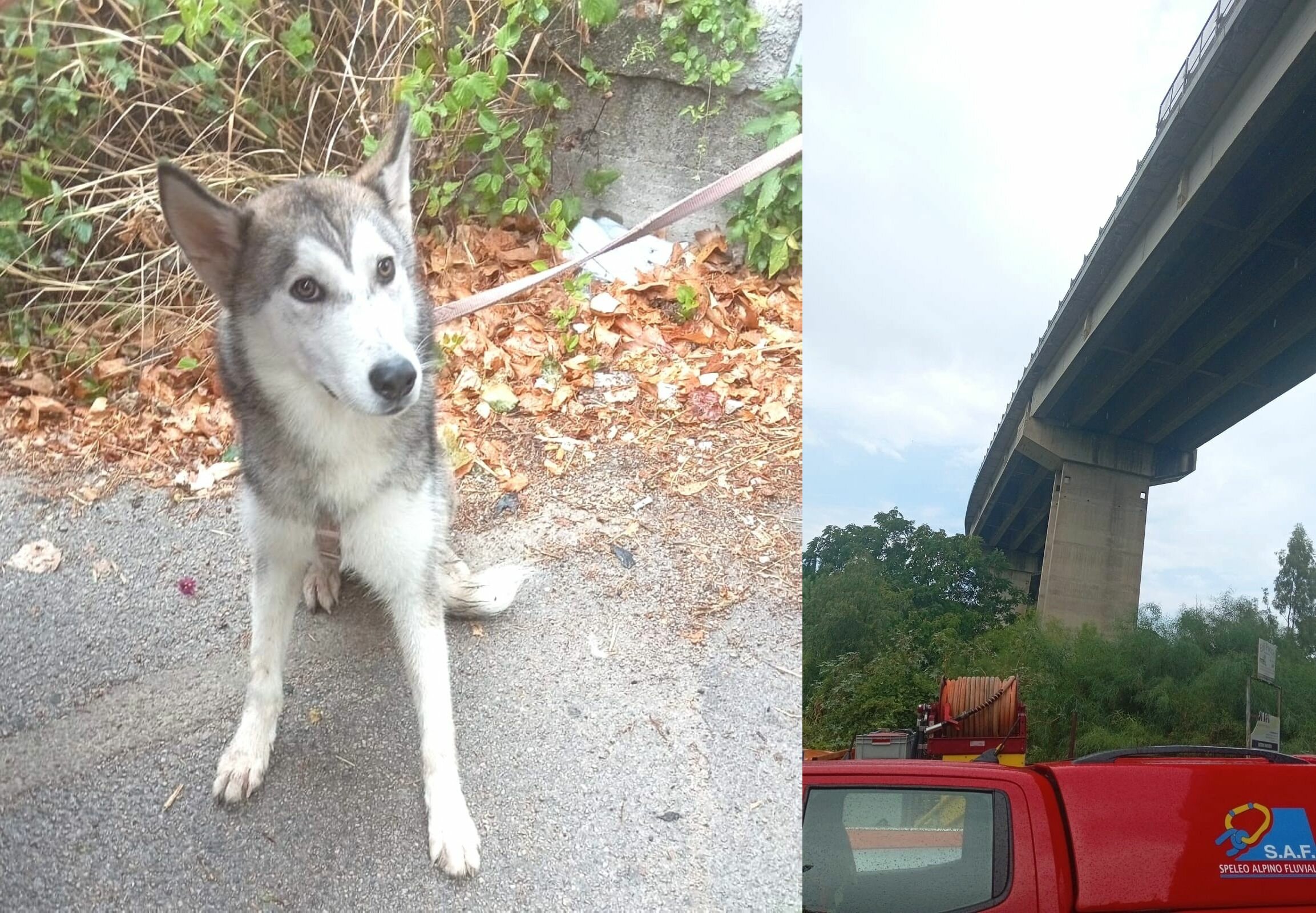 Cane gi&ugrave; dal ponte della Palermo-Sciacca