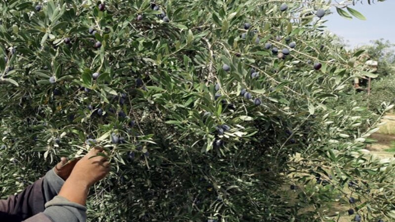 Cade dall'albero e muore mentre raccoglie olive