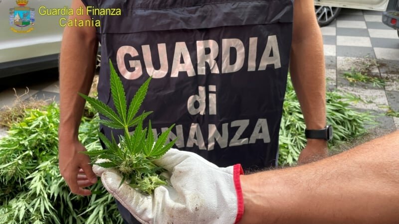 Scordia, sorpresi a irrigare piantagione di cannabis