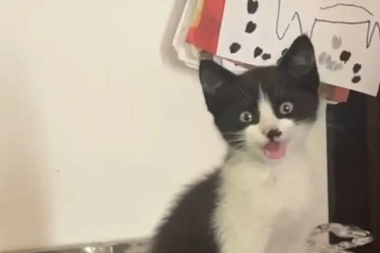 Adolf, il gatto che fa un baffo agli autostoppisti