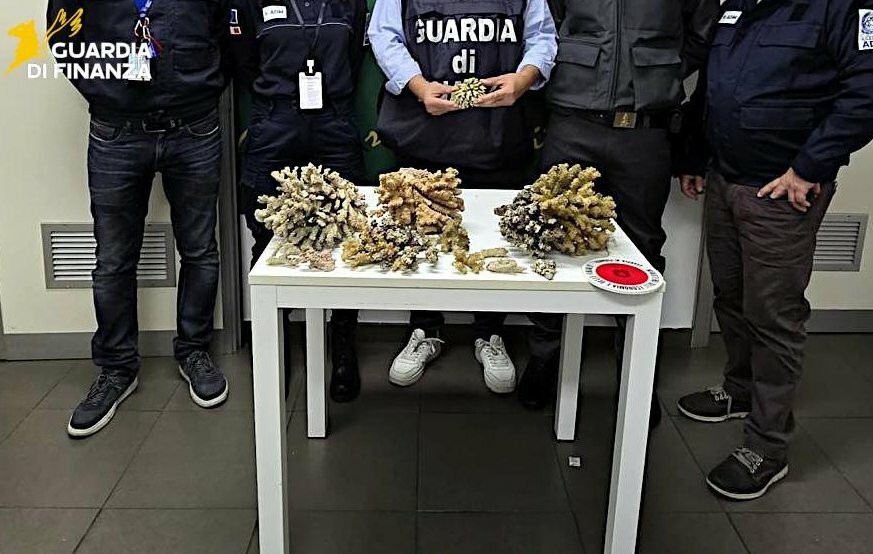 Nei bagagli sei chili di corallo a rischio estinzione
