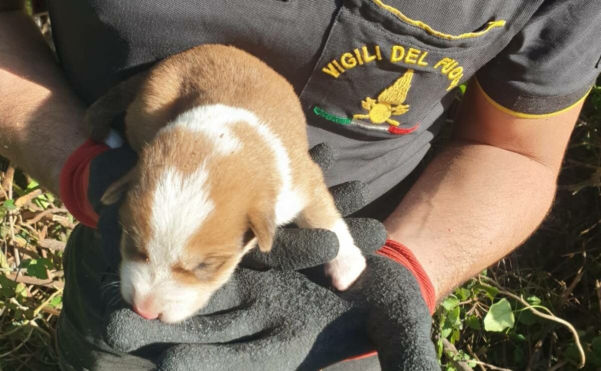 Cuccioli in pericolo, salvataggio a Mascalucia
