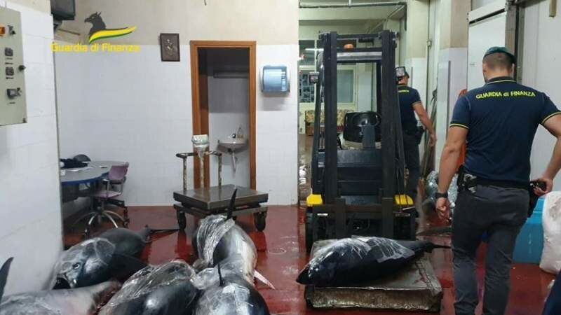 Bagheria, maxi sequestro di tonno rosso Bagheria, maxi sequestro di tonno rosso
