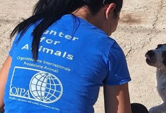 Palermo: pitbull malato abbandonato sotto il sole