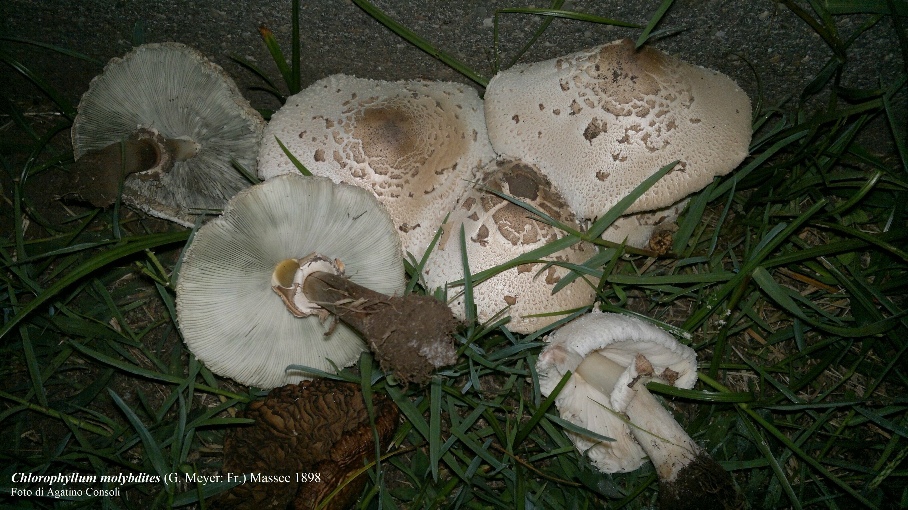 Nel Catanese 5 casi di intossicazione da funghi