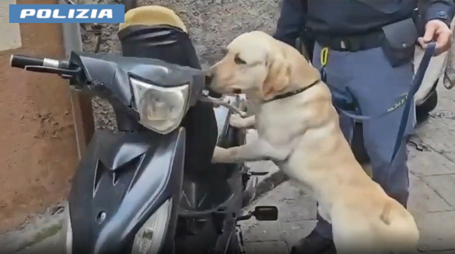 Tre cani: a Catania il sequestro enciclopedico