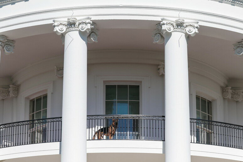 Un cane di Biden azzanna agente della sicurezza Un cane di Biden azzanna agente della sicurezza