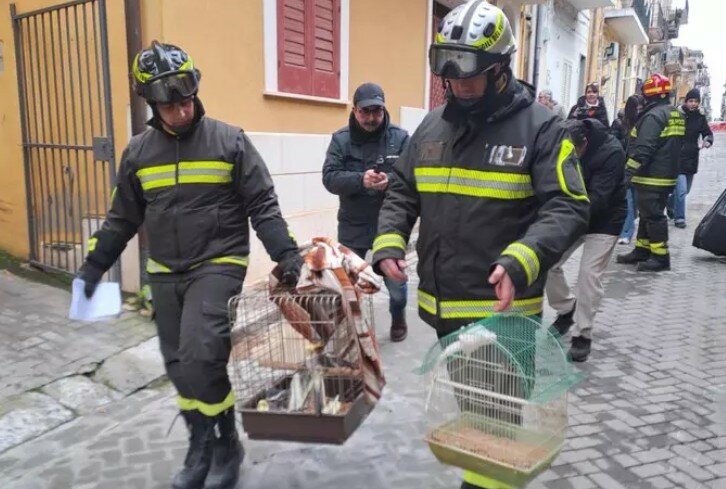 Cani, gatti, pappagalli: i recuperi lampo degli sfollati commuovono i pompieri