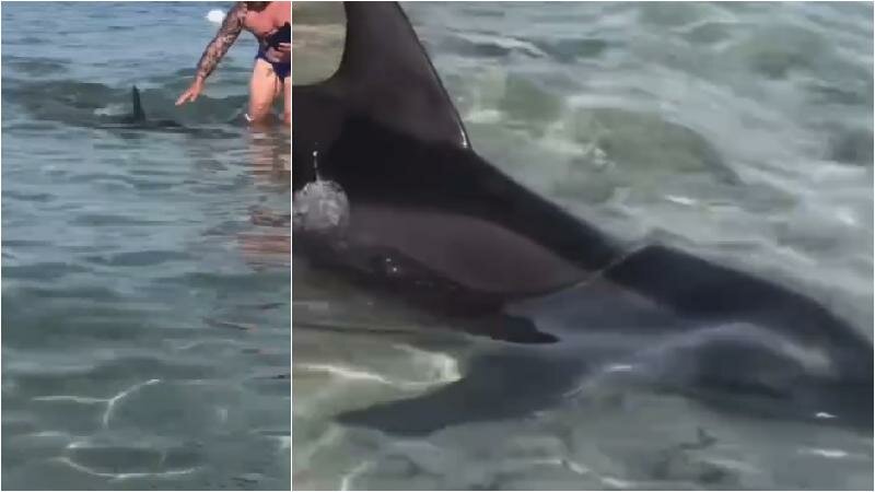 A Fontane Bianche bagno con il delfino