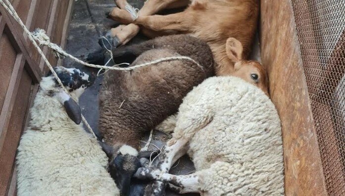 Sul furgone animali in condizioni atroci