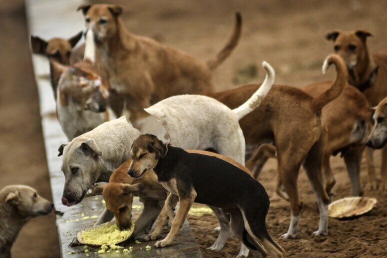 Branco di 48 cani circonda la scuola: attaccate ausiliaria e studentessa