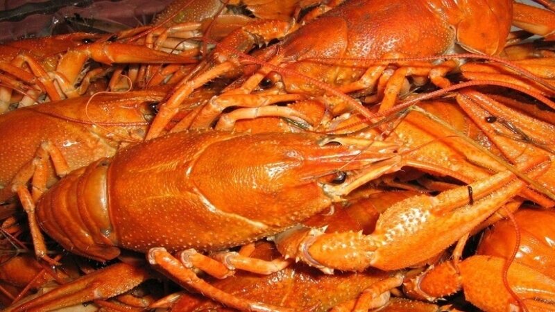 Il ladro di aragoste non ha 'scampo'