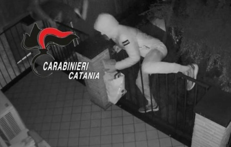 Topi d'appartamento fregati dal tatuaggio