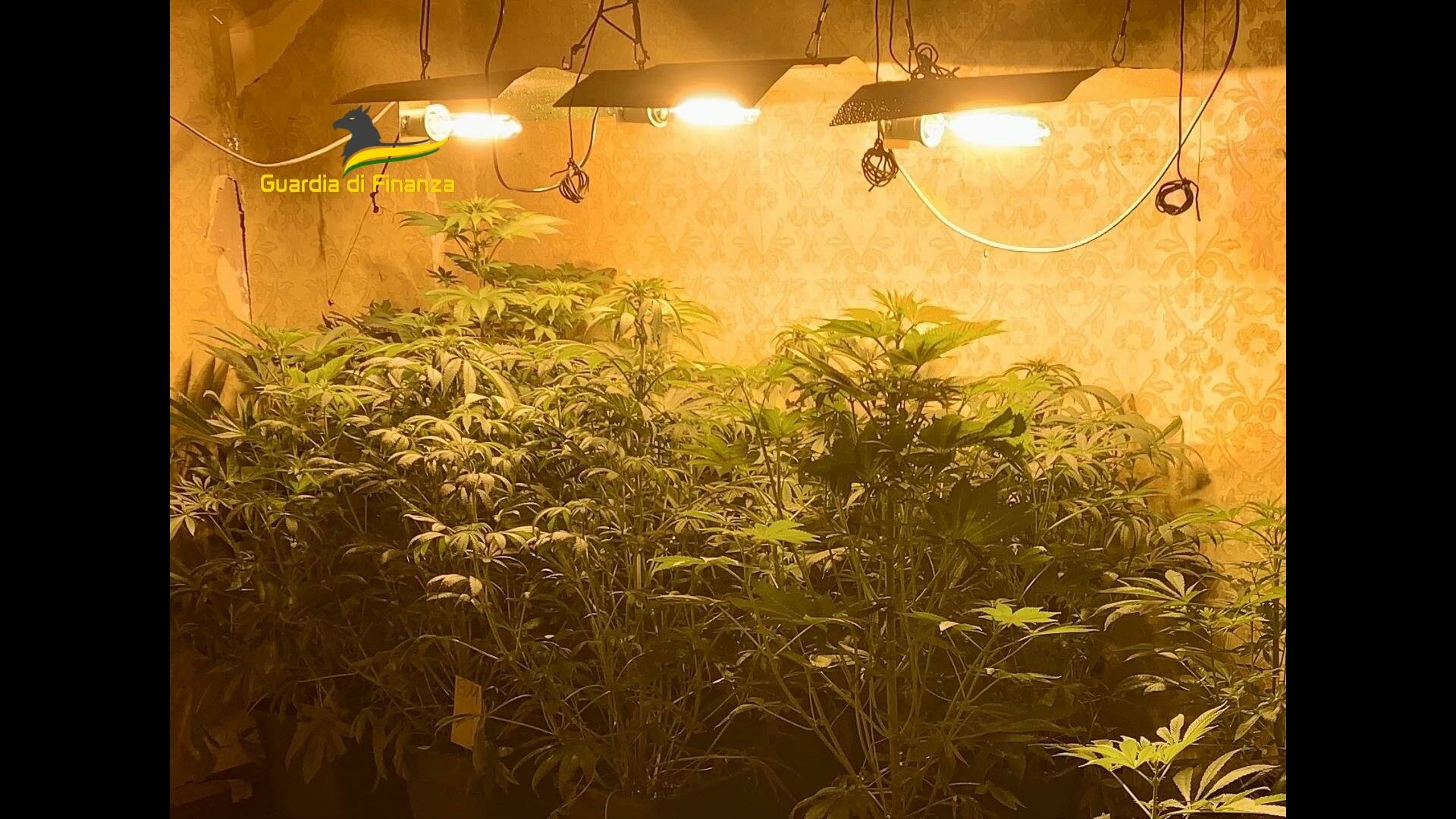 Scoperta una piantagione con 14 chili di marijuana