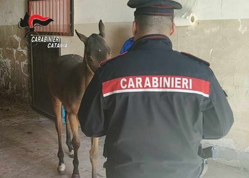 Cavallo senza microchip allevato abusivamente