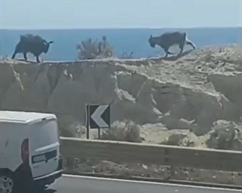 Scontro tra caproni: la scena vicino alla statale è surreale VIDEO