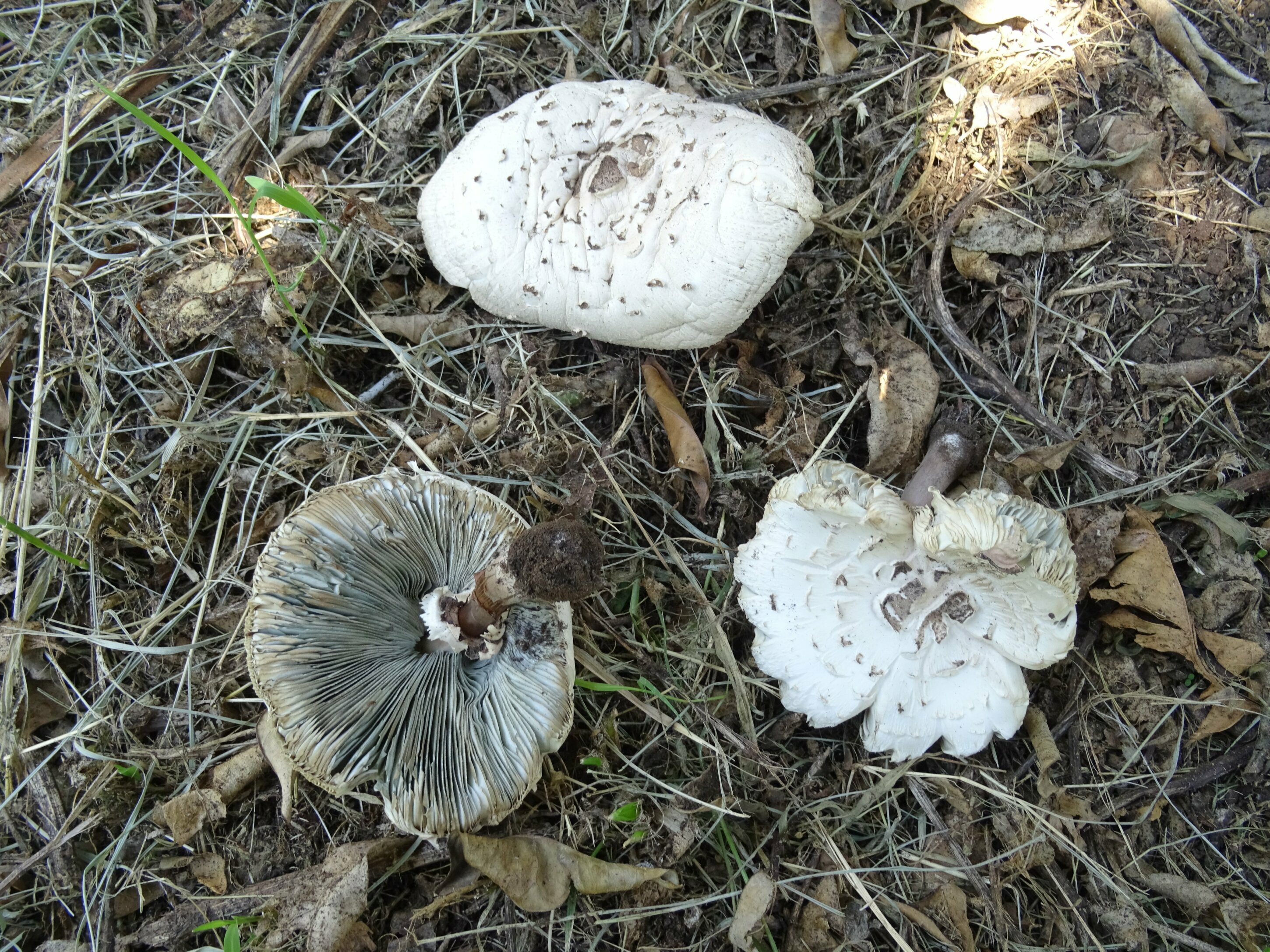 Primi catanesi intossicati dai funghi dell'Etna