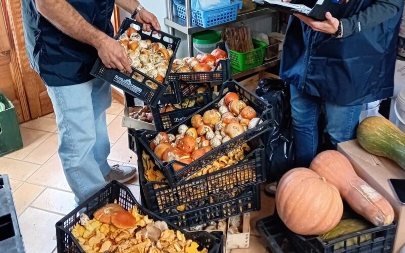 Sequestrato mezzo quintale di funghi