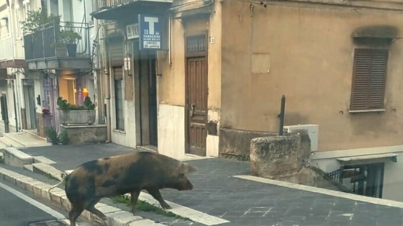 Maialino preso a calci in strada, denuncia dell'Enpa