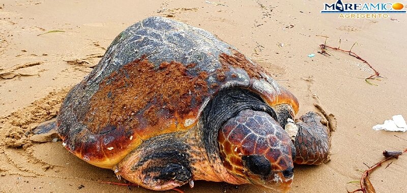 Caretta caretta liberata a Marettimo