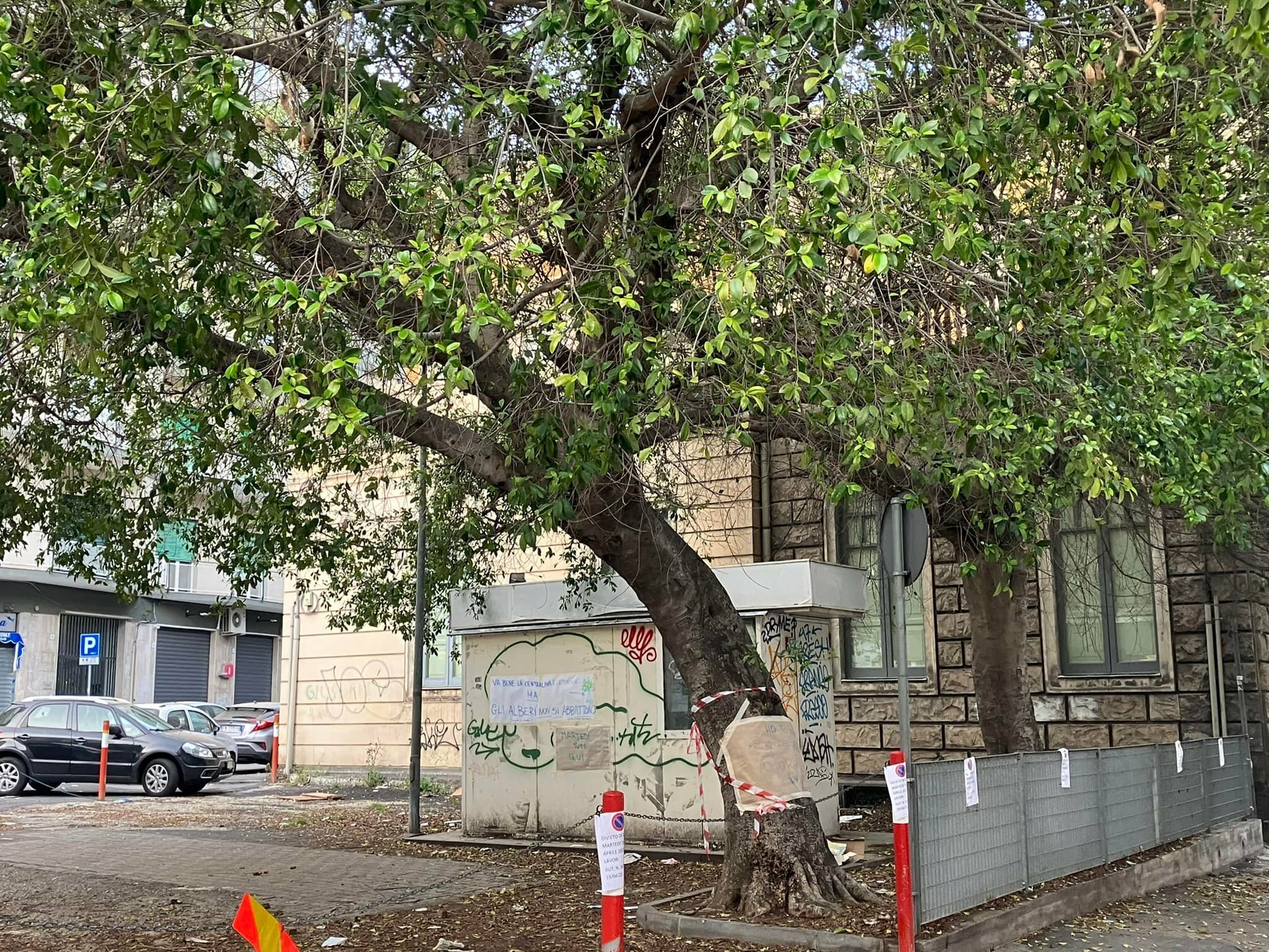 'Nessun albero abbattuto a largo Pascoli'