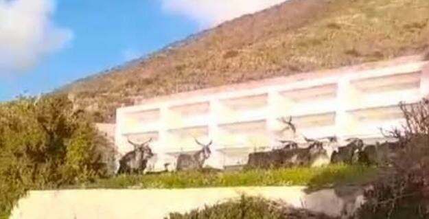 Capra, capra, capra! Ginostra non ne pu&ograve; pi&ugrave;