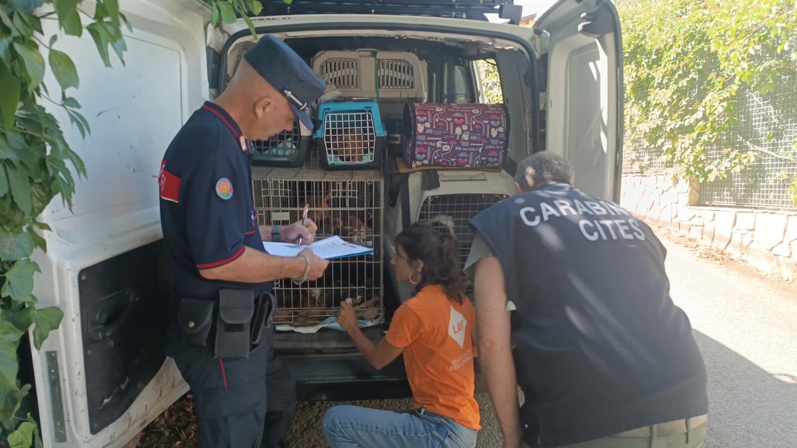Oltre 100 cani rinchiusi in gabbia e maltrattati Oltre 100 cani rinchiusi in gabbia e maltrattati
