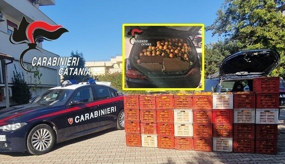 Sorpresi con una tonnellata di arance rubate