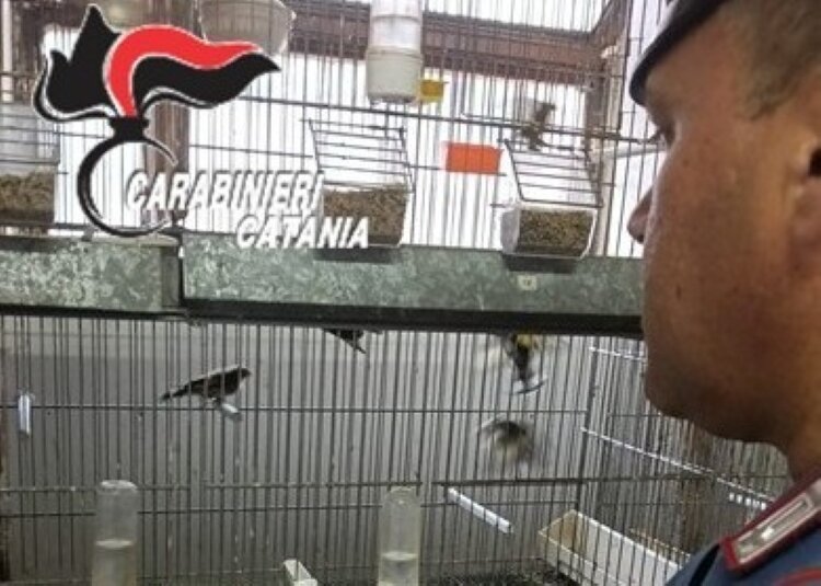 Specie protette rinchiuse in cattività: denunciato catanese