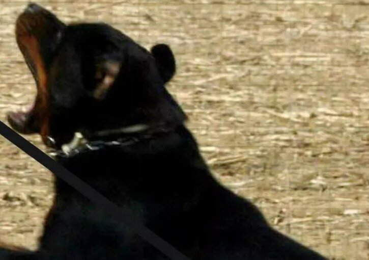 Va a raccogliere fichi, sbranato da 2 rottweiler