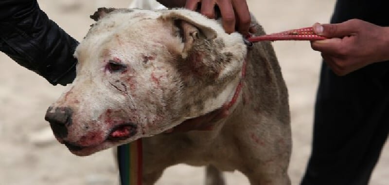 Tenta di accarezzarlo, il pitbull le azzanna la gola
