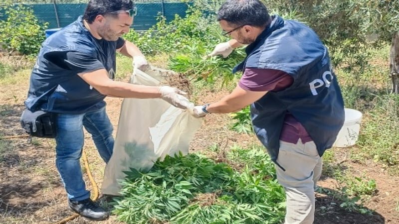 Piantagione di marijuana nel Siracusano: un arresto