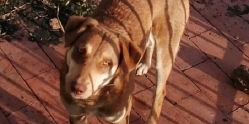 Strage a S. Giovanni La Punta: "Cani uccisi tra mille sofferenze"