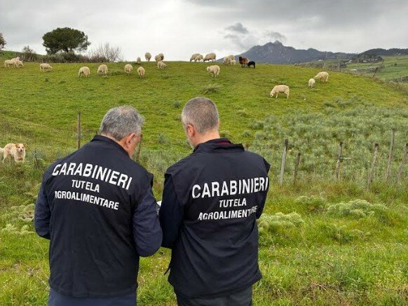 Truffa all'Ue sui contributi per i pascoli, 10 indagati Truffa all'Ue sui contributi per i pascoli, 10 indagati