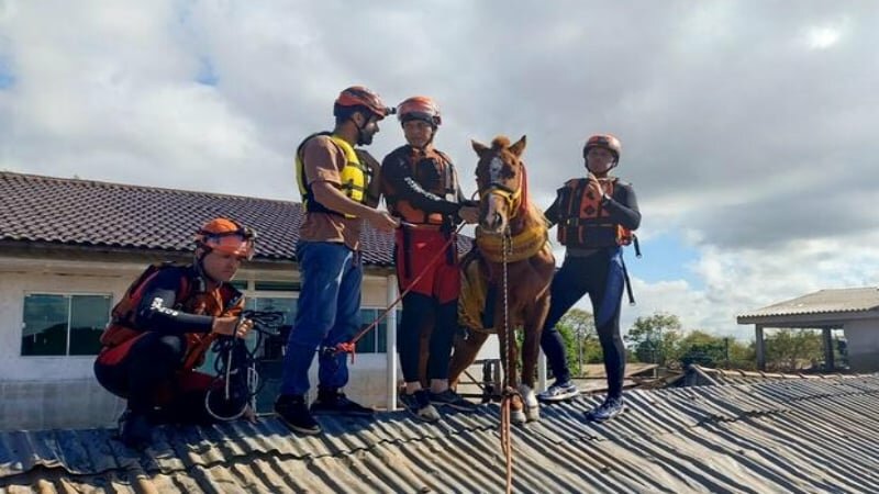 Alluvioni in Brasile, cavallo bloccato sopra un tetto