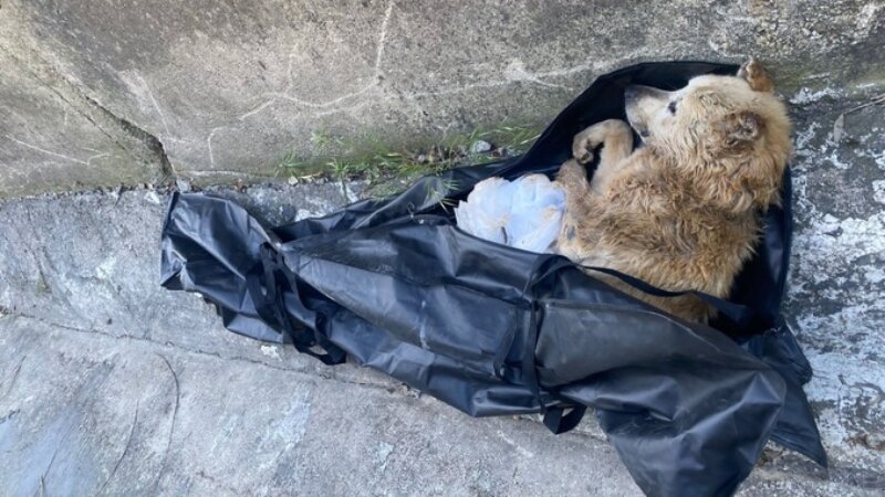 Abbandonano cane nel canale: denunciate Abbandonano cane nel canale: denunciate