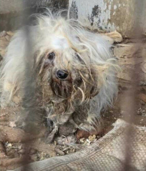 Taormina, canile lager tra escrementi e carcasse di topi