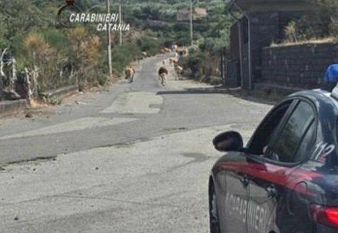 Pecore allo sbando, denunciato nel Catanese