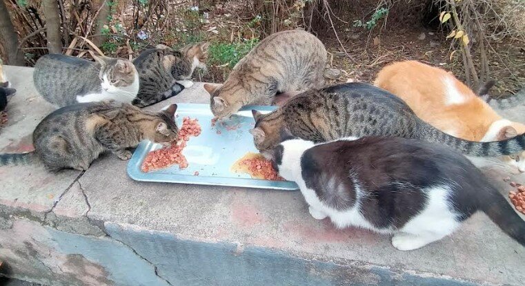 Il Tar di Catania d&agrave; ragione alle 'gattare'