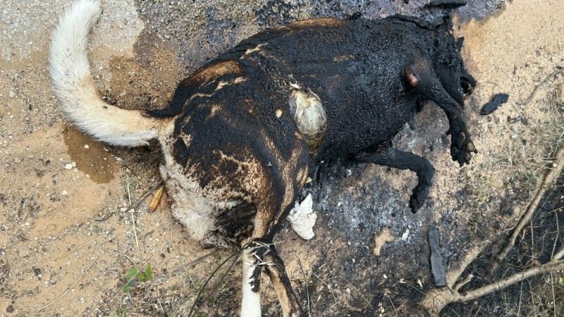 Cane bruciato vivo nell'Agrigentino